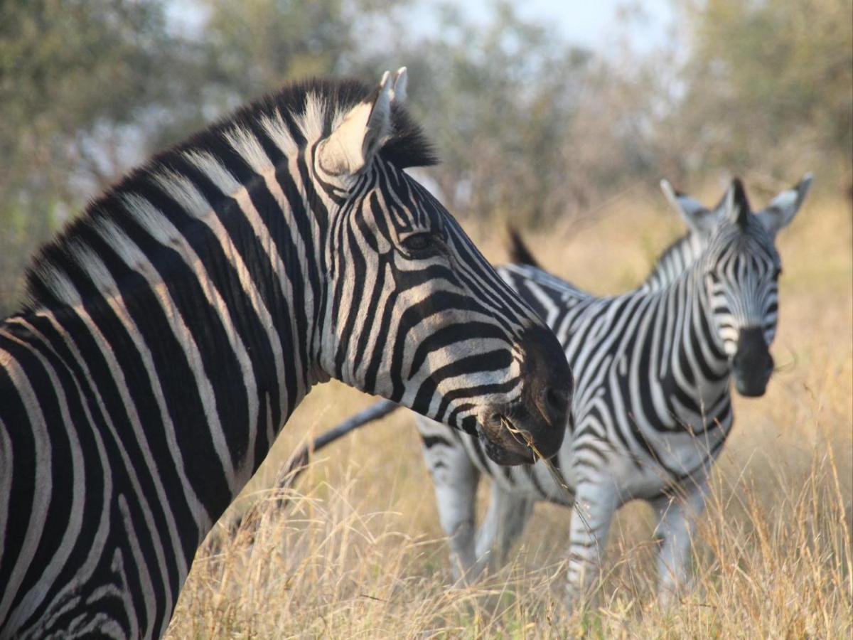 Masorini Bush Lodge Phalaborwa Esterno foto
