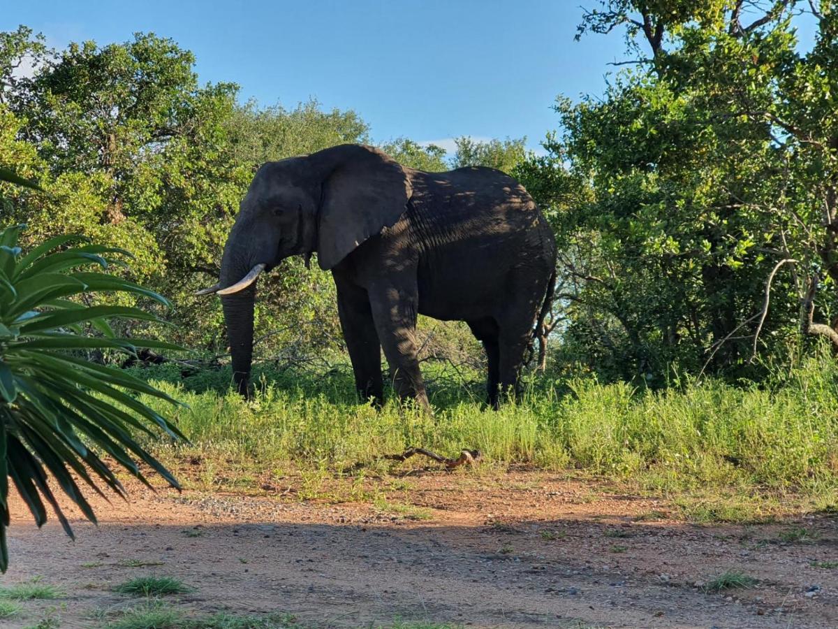 Masorini Bush Lodge Phalaborwa Esterno foto