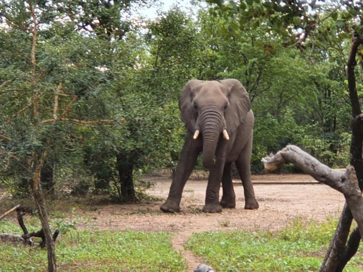 Masorini Bush Lodge Phalaborwa Esterno foto