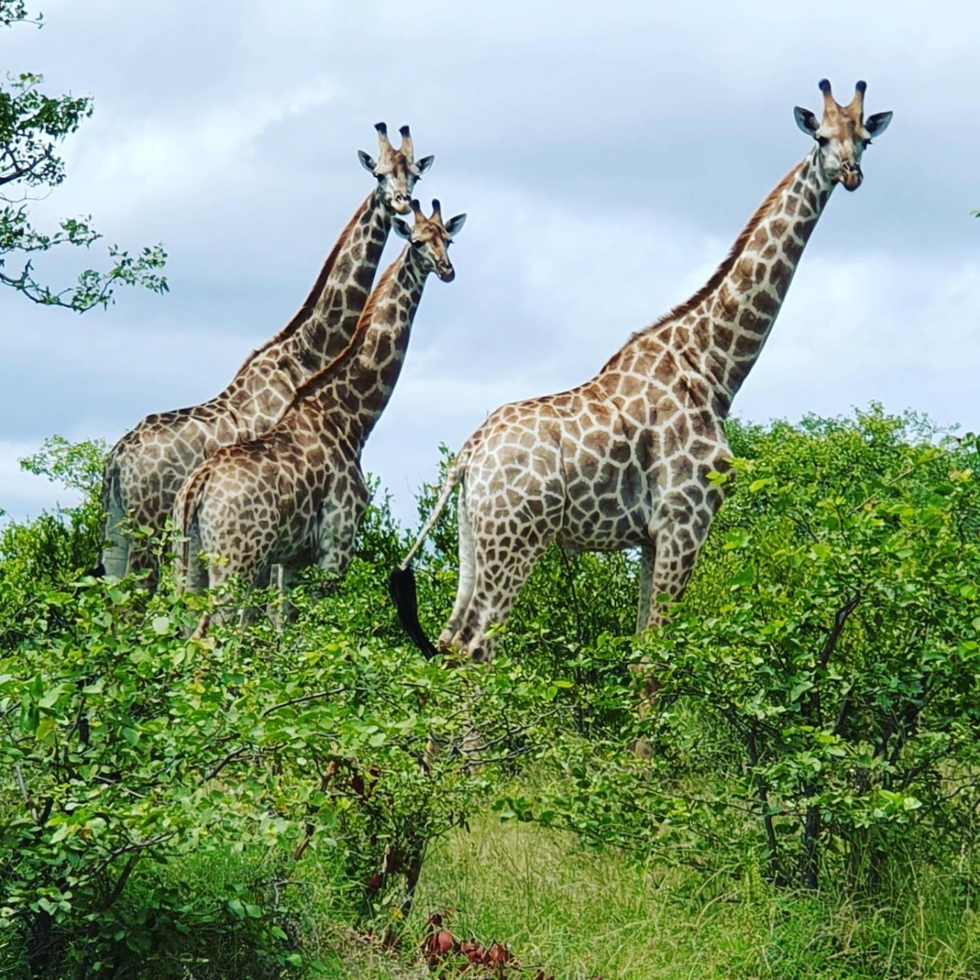 Masorini Bush Lodge Phalaborwa Esterno foto